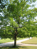 Canada Sugar Maple | Seed Grow Kit | The Jonsteen Company
