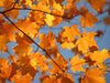 Canada Sugar Maple | Seed Grow Kit | The Jonsteen Company