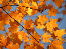 Load image into Gallery viewer, Sugar Maple | Small Tree Seedling | The Jonsteen Company