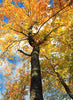 Arbor Day | Sugar Maple | The Jonsteen Company