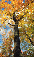 Load image into Gallery viewer, Sugar Maple | Small Tree Seedling | The Jonsteen Company