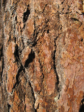 Load image into Gallery viewer, Sugar Pine | The Jonsteen Company