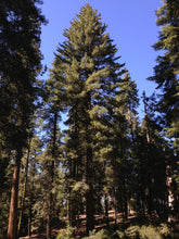 Load image into Gallery viewer, Sugar Pine | The Jonsteen Company