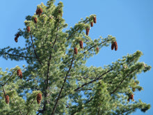 Load image into Gallery viewer, Sugar Pine | The Jonsteen Company