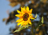 Sunflower | Flower Seed Grow Kit | The Jonsteen Company