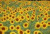 Sunflower | Flower Seed Grow Kit | The Jonsteen Company