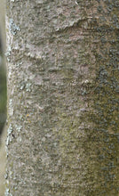 Load image into Gallery viewer, Sweetbay Magnolia | Large Tree Seedling | The Jonsteen Company