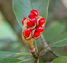 Load image into Gallery viewer, Sweetbay Magnolia | The Jonsteen Company