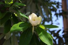 Load image into Gallery viewer, Sweetbay Magnolia | Medium Tree Seedling | The Jonsteen Company