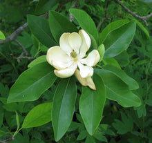 Load image into Gallery viewer, Sweetbay Magnolia | Small Tree Seedling | The Jonsteen Company