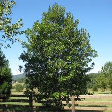 Load image into Gallery viewer, Sweetbay Magnolia | Small Tree Seedling | The Jonsteen Company
