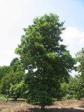 Load image into Gallery viewer, Sweetbay Magnolia | Small Tree Seedling | The Jonsteen Company