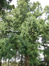 Load image into Gallery viewer, Taiwan Cedar | Mini-Grow Kit | The Jonsteen Company