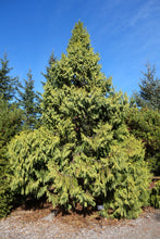 Load image into Gallery viewer, Taiwan Cedar | Mini-Grow Kit | The Jonsteen Company