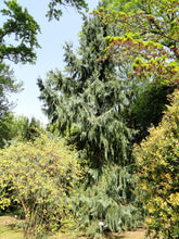 Load image into Gallery viewer, Taiwan Cedar | Mini-Grow Kit | The Jonsteen Company