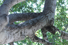 Load image into Gallery viewer, Tanoak | Medium Tree Seedling