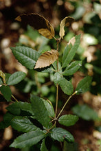 Load image into Gallery viewer, Tanoak | Medium Tree Seedling