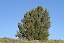 Load image into Gallery viewer, Tecate Cypress | Medium Tree Seedling | The Jonsteen Company