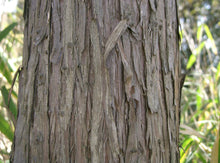 Load image into Gallery viewer, Temple Juniper | Medium Tree Seedling | The Jonsteen Company