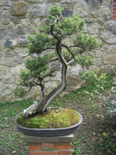 Load image into Gallery viewer, Temple Juniper | Medium Tree Seedling | The Jonsteen Company