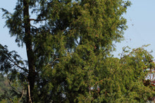 Load image into Gallery viewer, Temple Juniper | Medium Tree Seedling | The Jonsteen Company