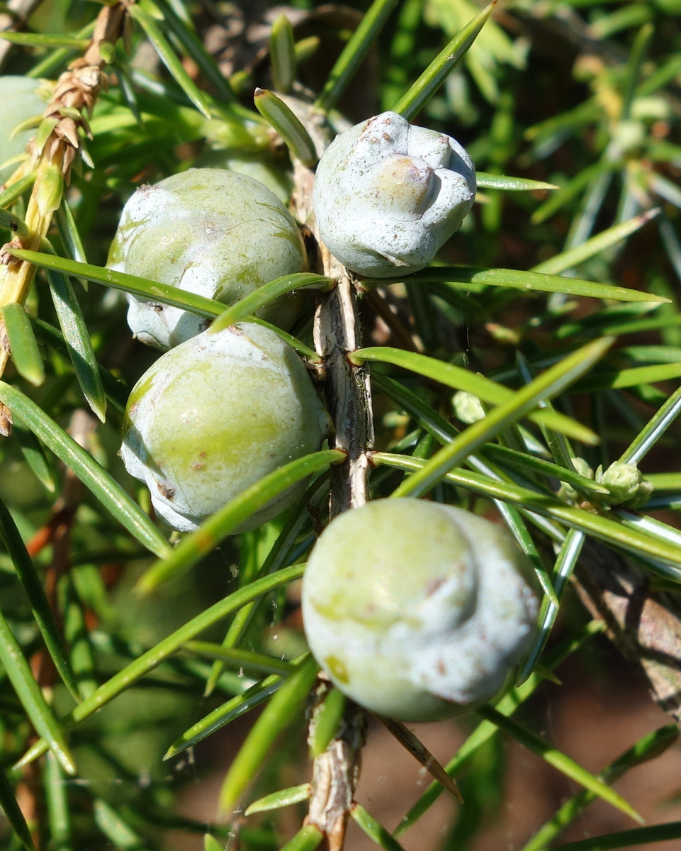 Temple Juniper | Medium Tree Seedling – The Jonsteen Company