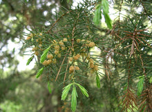 Load image into Gallery viewer, Temple Juniper | Medium Tree Seedling | The Jonsteen Company