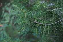 Load image into Gallery viewer, Temple Juniper | Medium Tree Seedling | The Jonsteen Company