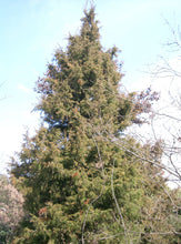 Load image into Gallery viewer, Temple Juniper | Medium Tree Seedling | The Jonsteen Company