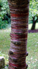 Load image into Gallery viewer, Tibetan Cherry | Medium Tree Seedling | The Jonsteen Company