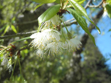 Load image into Gallery viewer, Tibetan Cherry | Medium Tree Seedling | The Jonsteen Company