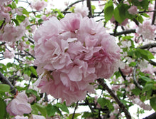 Load image into Gallery viewer, Tibetan Cherry | Medium Tree Seedling | The Jonsteen Company