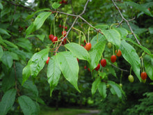 Load image into Gallery viewer, Tibetan Cherry | Medium Tree Seedling | The Jonsteen Company