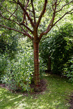 Load image into Gallery viewer, Tibetan Cherry | Medium Tree Seedling | The Jonsteen Company