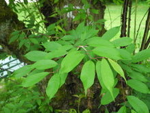 Load image into Gallery viewer, Tibetan Cherry | Medium Tree Seedling | The Jonsteen Company
