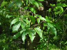 Load image into Gallery viewer, Tibetan Cherry | Medium Tree Seedling | The Jonsteen Company