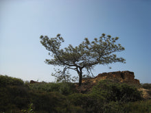 Load image into Gallery viewer, Torrey Pine | Medium Tree Seedling | The Jonsteen Company