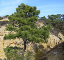 Load image into Gallery viewer, Torrey Pine | Medium Tree Seedling | The Jonsteen Company