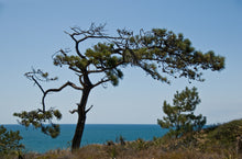 Load image into Gallery viewer, Torrey Pine | Medium Tree Seedling | The Jonsteen Company