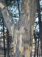 Load image into Gallery viewer, Trident Maple | Small Tree Seedling | The Jonsteen Company