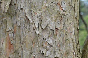 Trident Maple | Small Tree Seedling | The Jonsteen Company