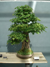 Load image into Gallery viewer, Trident Maple | Small Tree Seedling | The Jonsteen Company