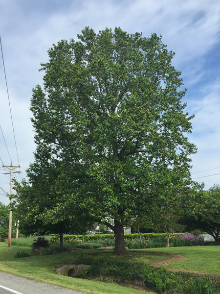 Tulip Poplar | White Design | Seed Grow Kit | The Jonsteen Company