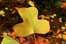 Load image into Gallery viewer, Tulip Poplar | White Design | Seed Grow Kit | The Jonsteen Company