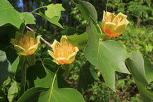 Load image into Gallery viewer, Tulip Poplar | Nursery Lot of 30 Tree Seedlings | The Jonsteen Company