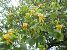 Load image into Gallery viewer, Tulip Poplar | Small Tree Seedling | The Jonsteen Company