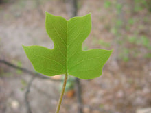 Load image into Gallery viewer, Tulip Poplar | Medium Tree Seedling | The Jonsteen Company