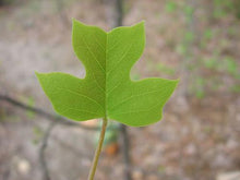 Load image into Gallery viewer, Tulip Poplar | Small Tree Seedling | The Jonsteen Company
