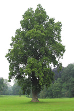 Load image into Gallery viewer, Tulip Poplar | Small Tree Seedling | The Jonsteen Company