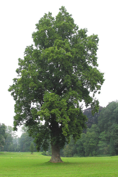 Tulip Poplar | White Design | Seed Grow Kit | The Jonsteen Company